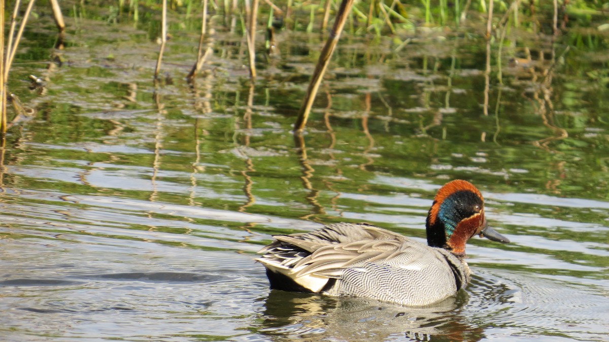Green-winged Teal - ML616686791