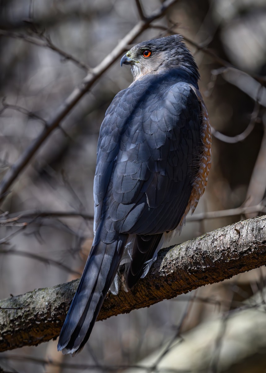 Cooper's Hawk - ML616686807