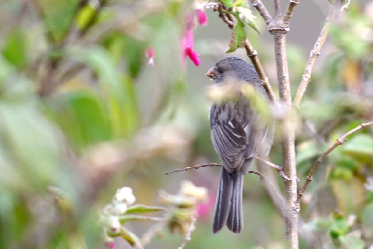 Plain-colored Seedeater - ML616686881