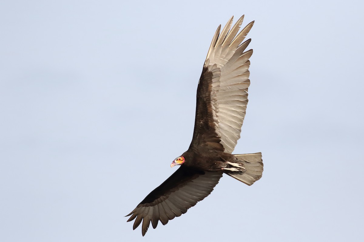 Lesser Yellow-headed Vulture - ML616686883