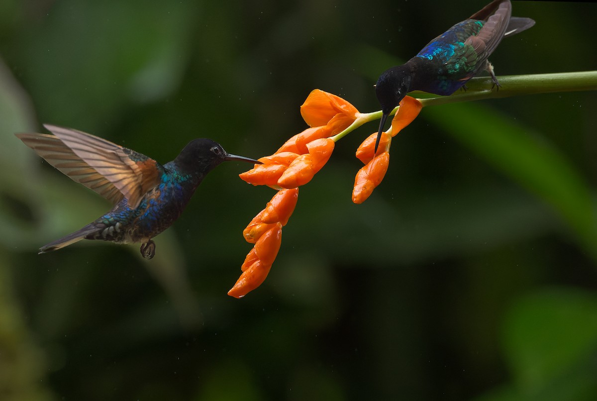 kolibřík hyacintový - ML616686918