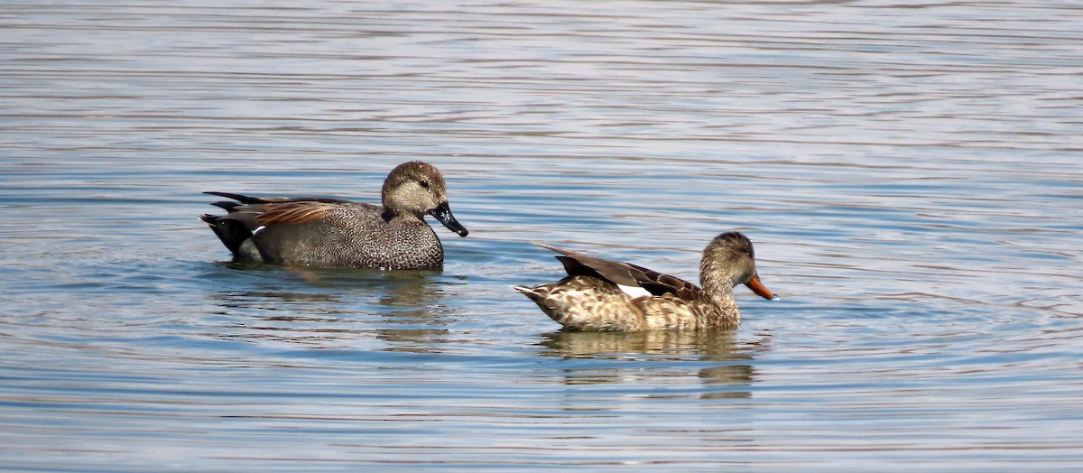 Canard chipeau - ML616686921