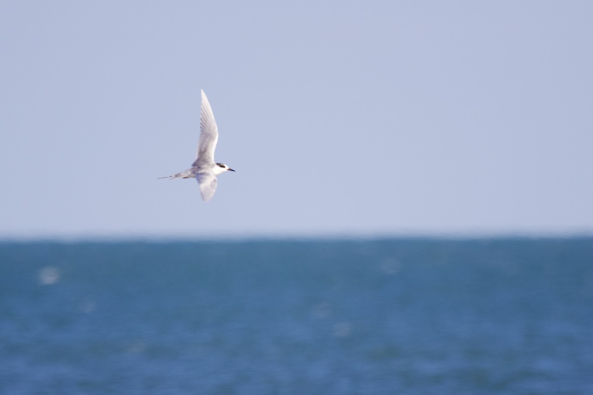 Forster's Tern - ML616686942