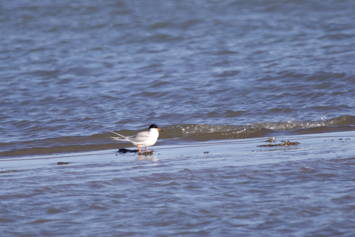 Forster's Tern - ML616686943