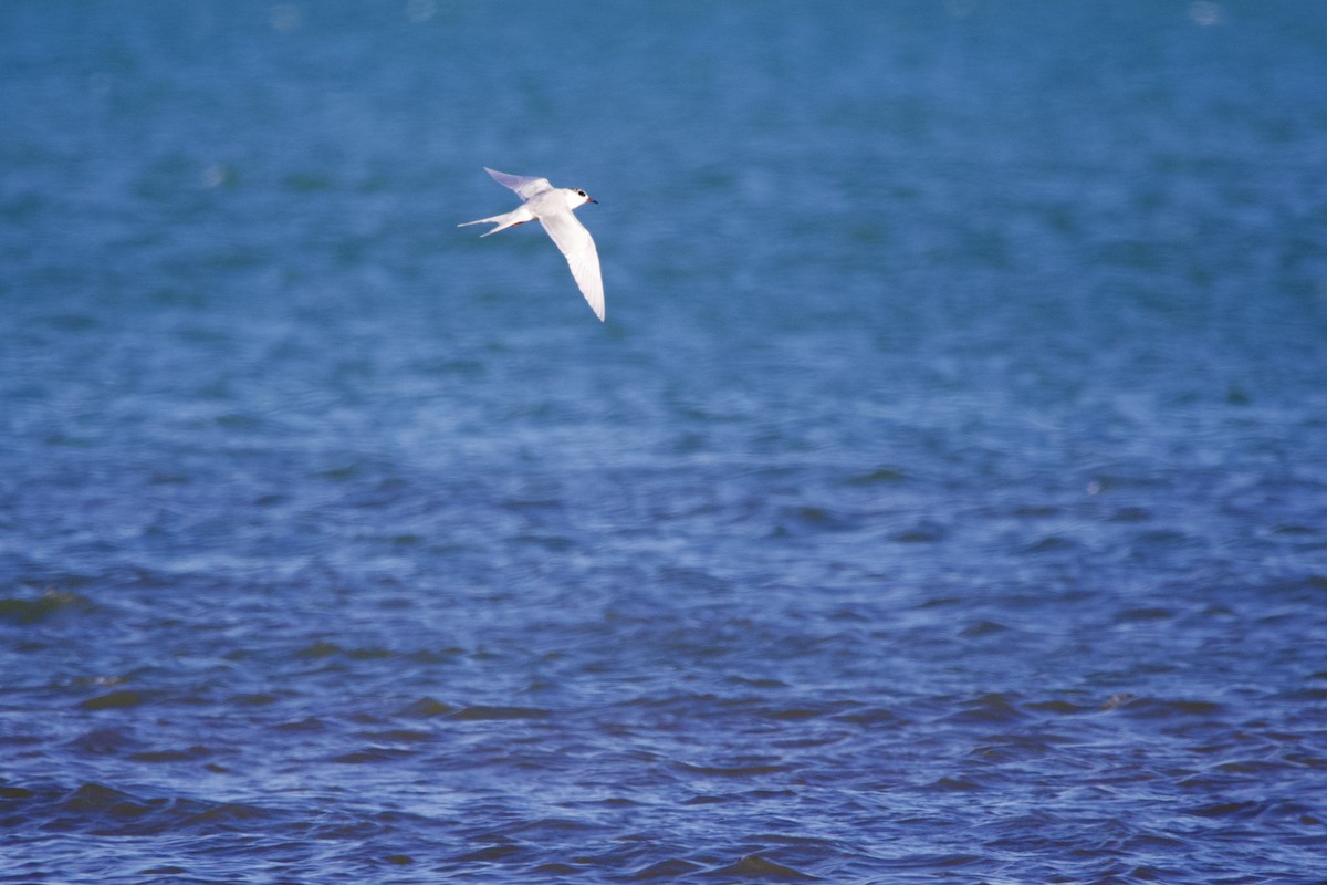 Forster's Tern - ML616686944