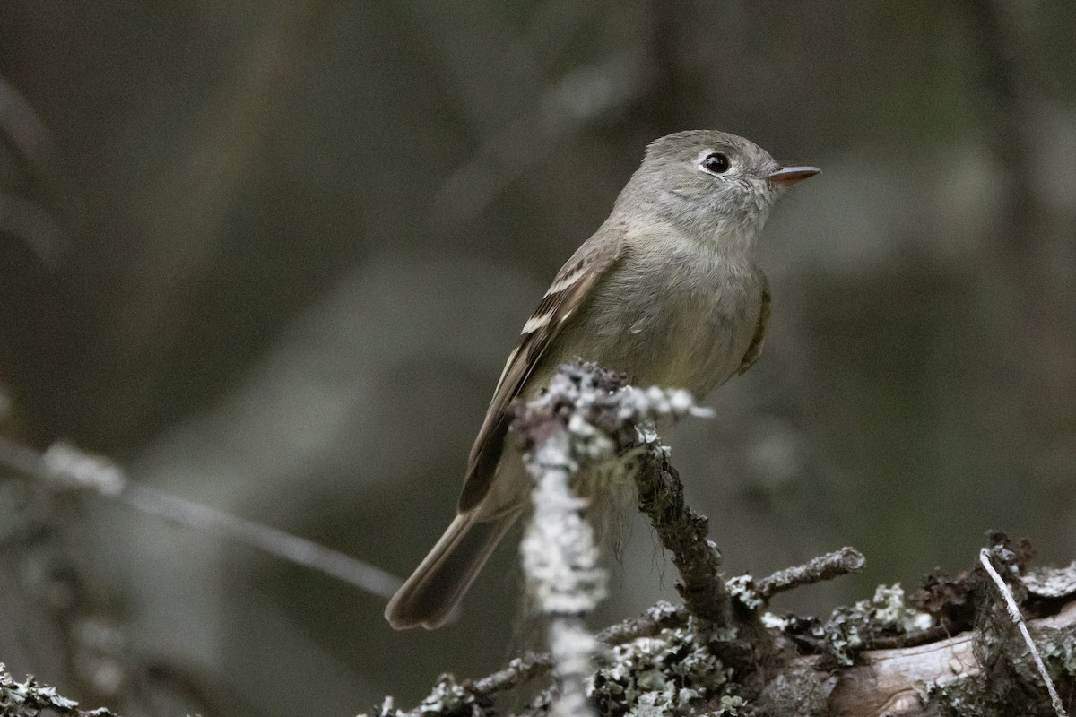 Hammond's Flycatcher - ML616687028