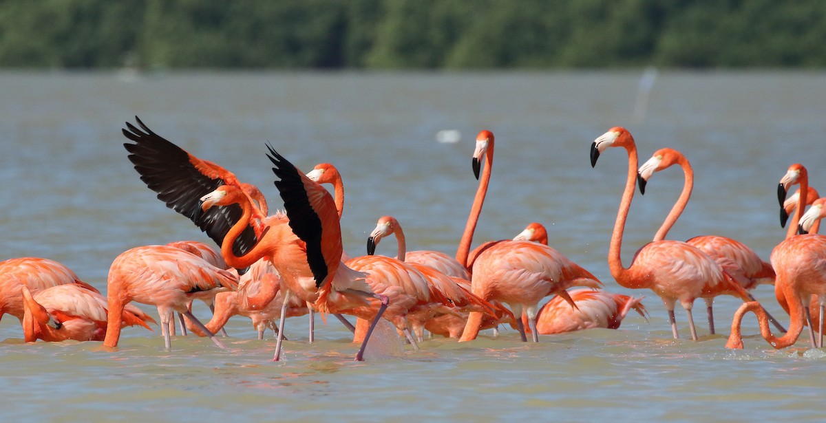 American Flamingo - ML616687037