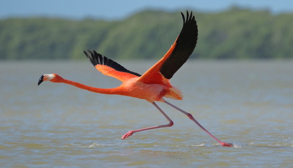 American Flamingo - Brian Gibbons