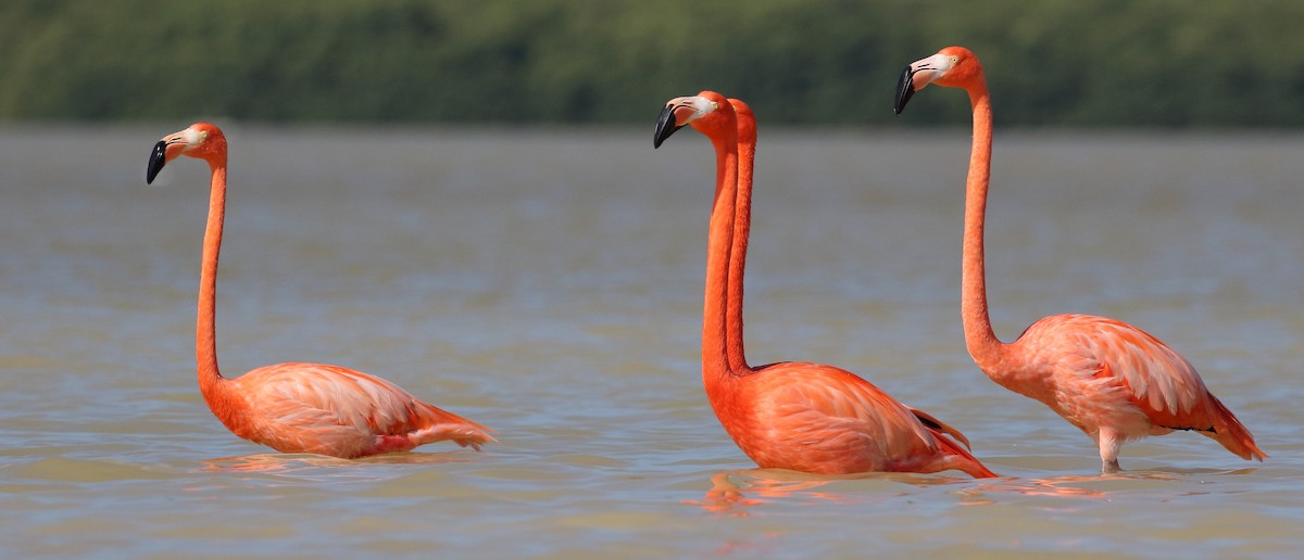 American Flamingo - Brian Gibbons