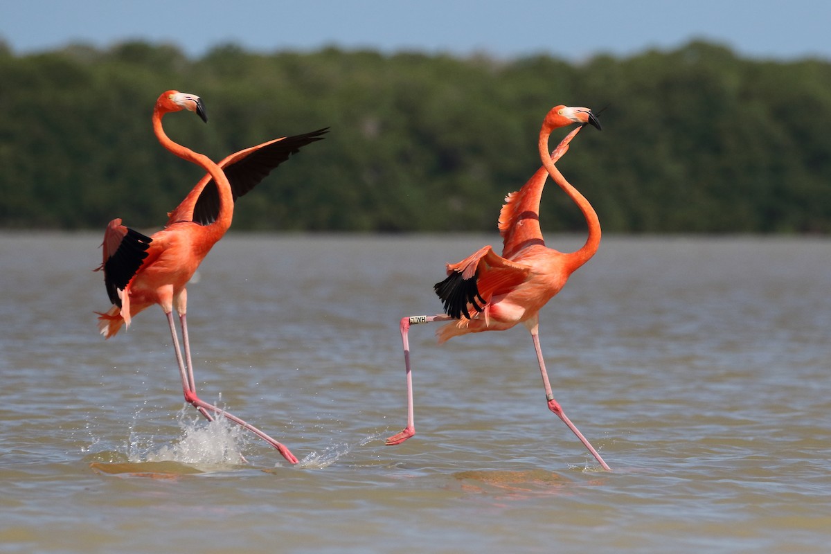 American Flamingo - ML616687041