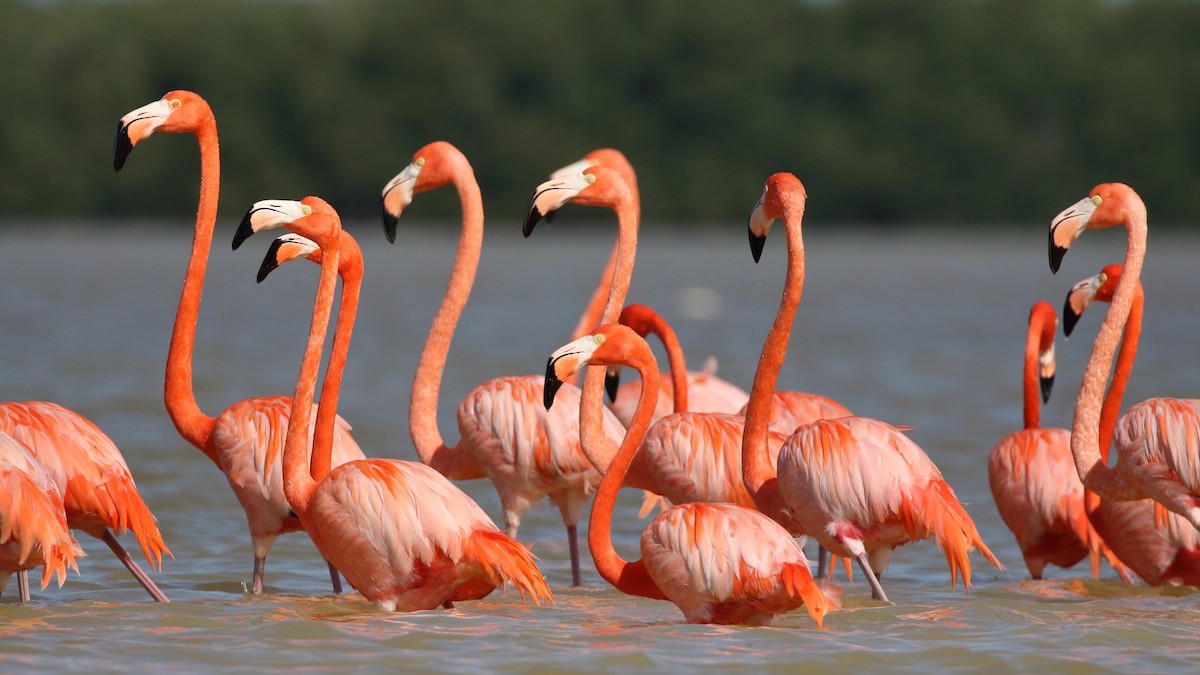 American Flamingo - ML616687042