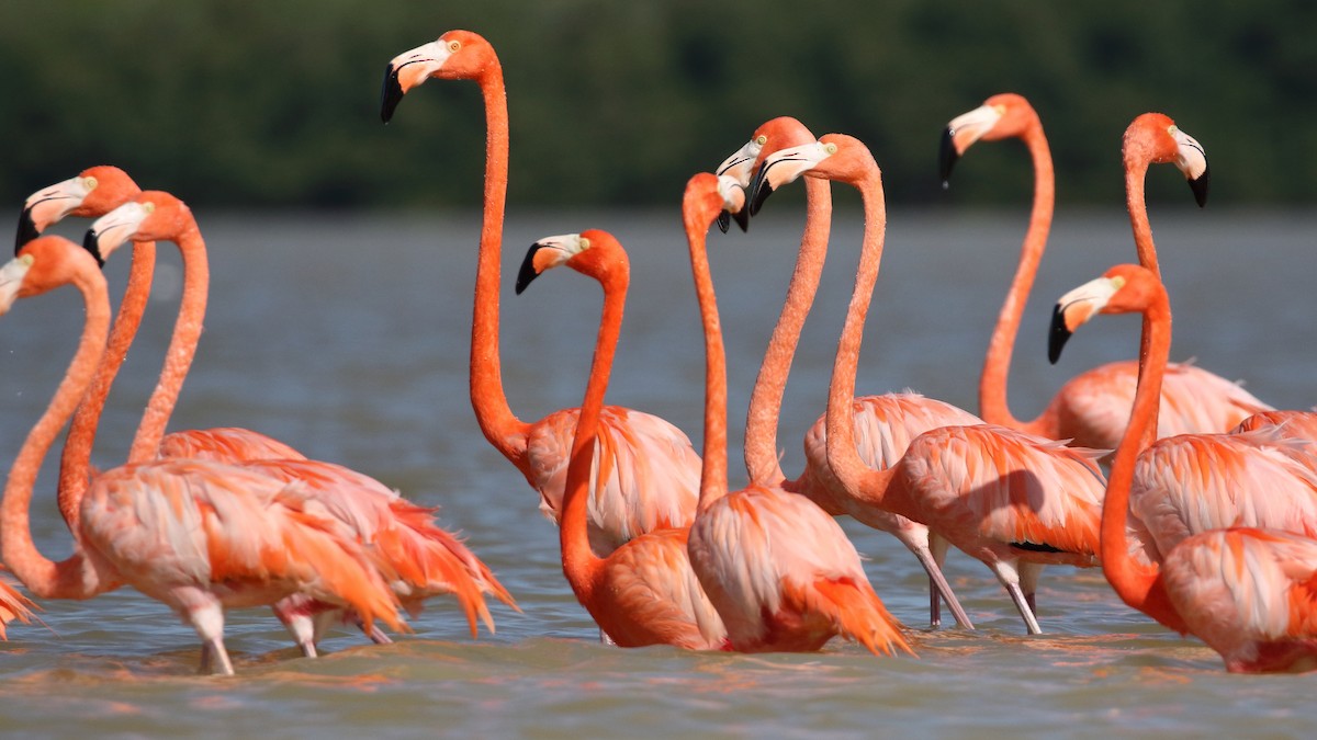 American Flamingo - ML616687043