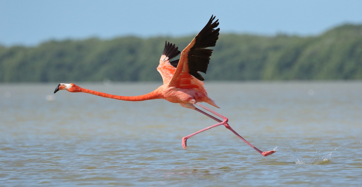 American Flamingo - ML616687047