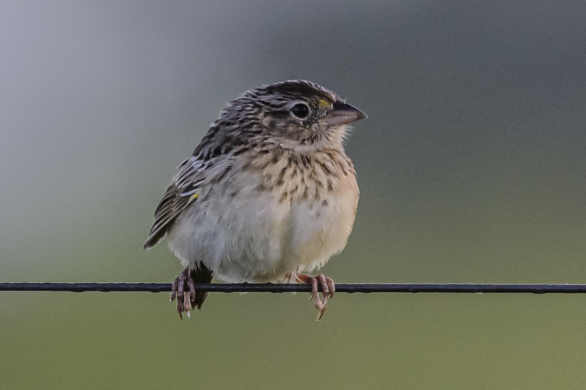 Grassland Sparrow - ML616687145