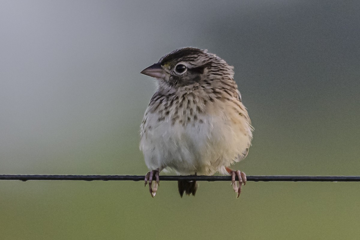 Grassland Sparrow - ML616687147