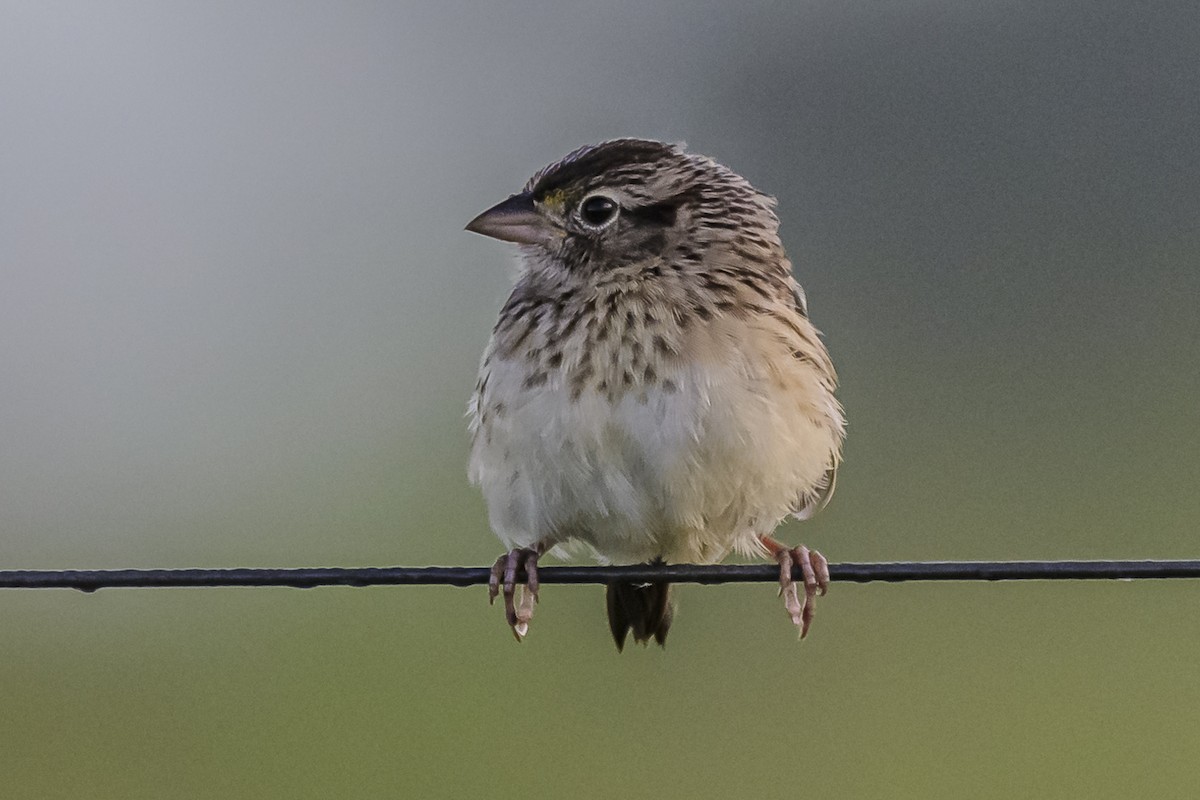 Grassland Sparrow - ML616687149