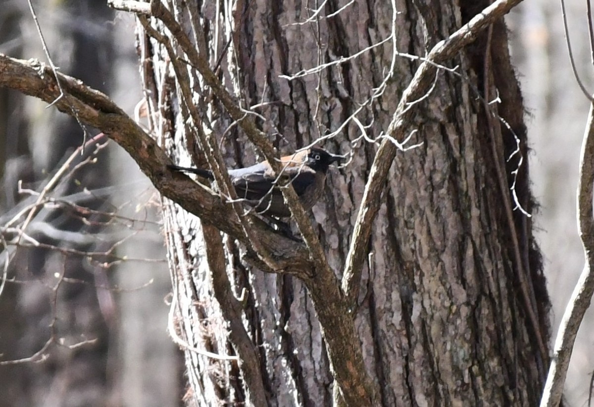 Rusty Blackbird - ML616687229