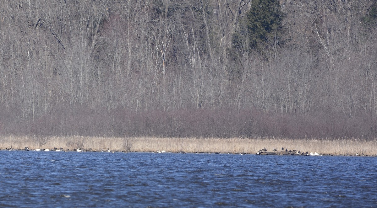 Tundra Swan - ML616687240