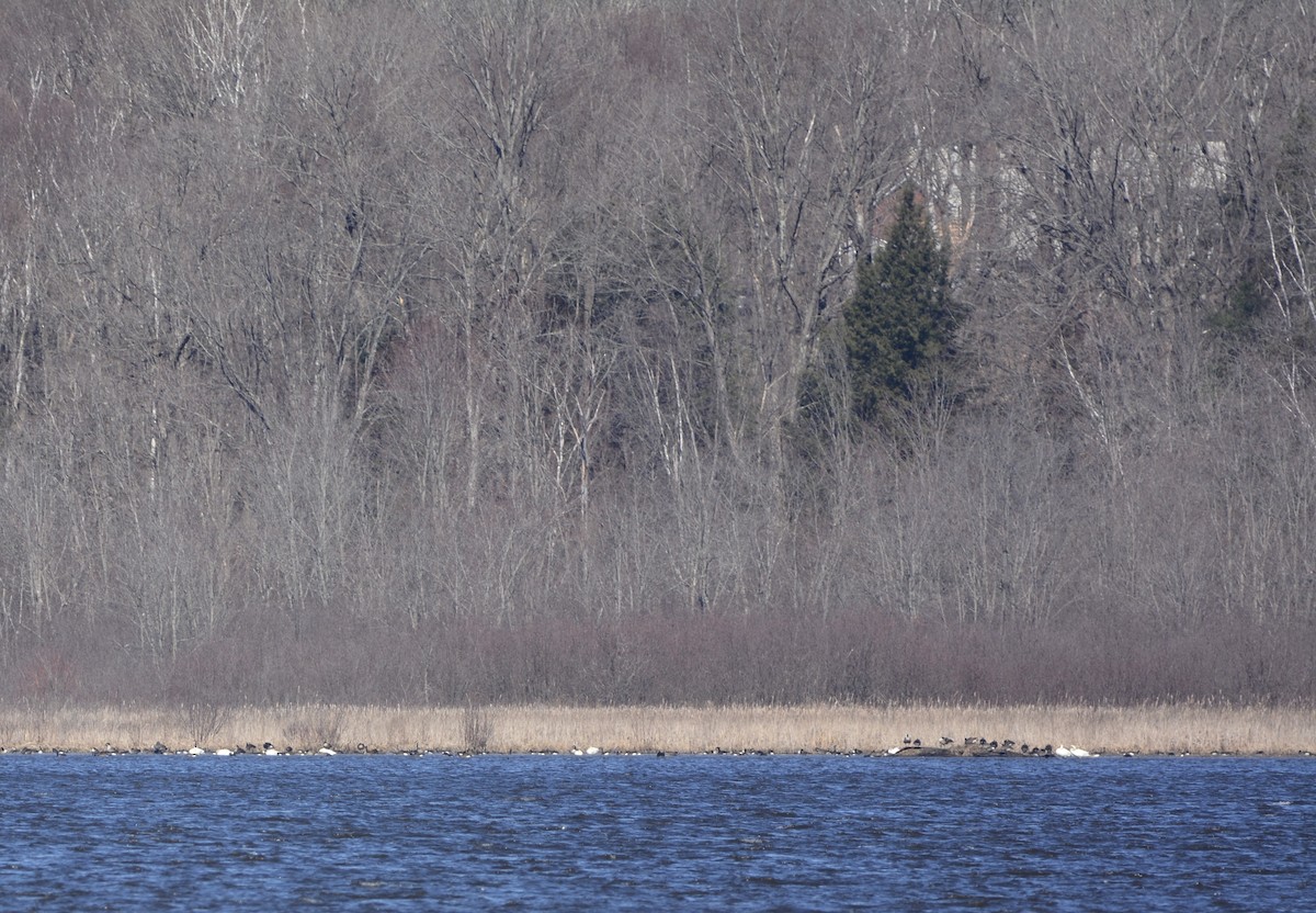 Tundra Swan - ML616687241