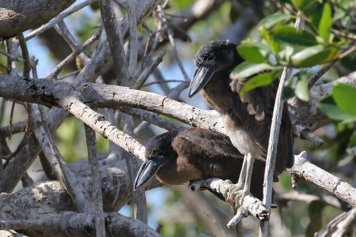 Boat-billed Heron - ML616687246