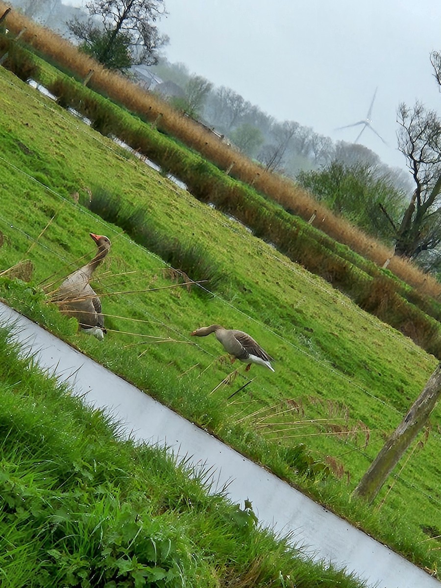 Graylag Goose - ML616687288