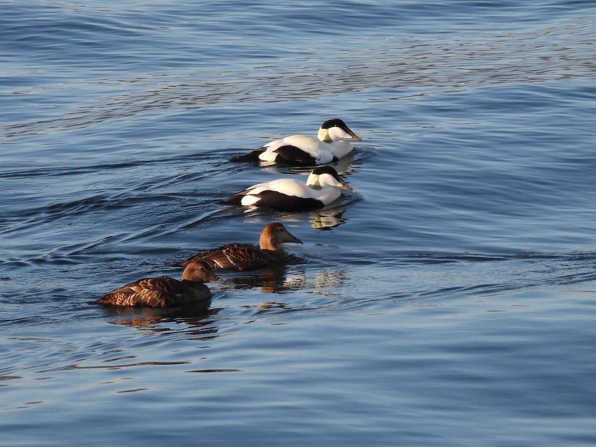 Eider à duvet (mollissima) - ML616687342