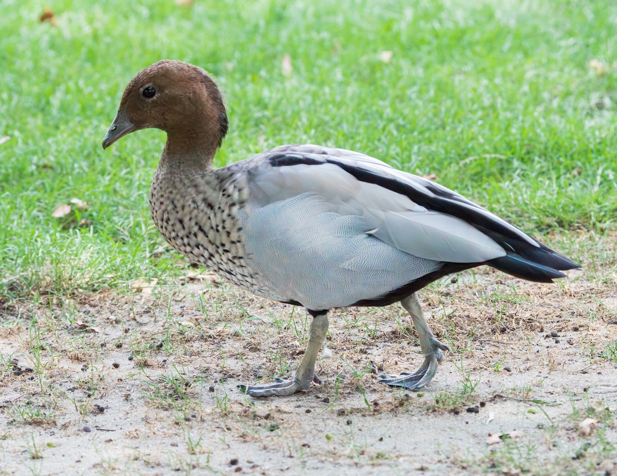 Maned Duck - ML616687357