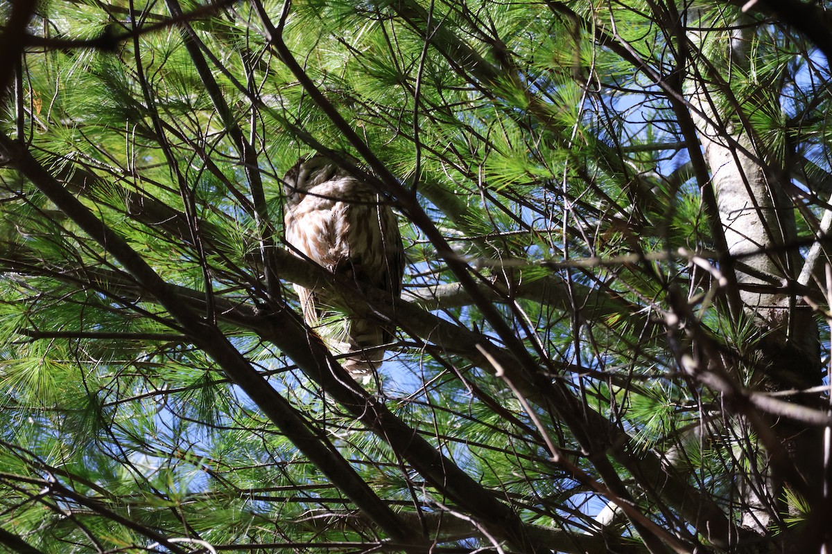 Barred Owl - ML616687375