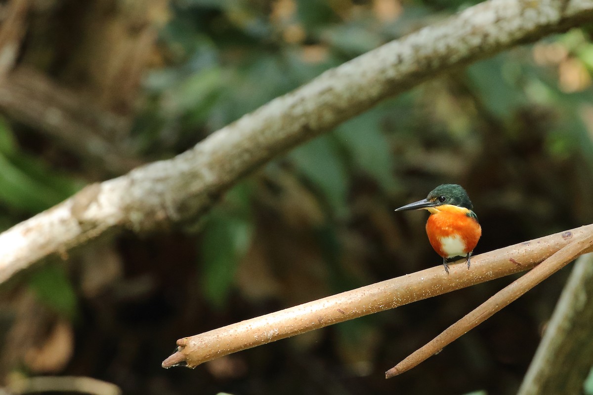 American Pygmy Kingfisher - ML616687379