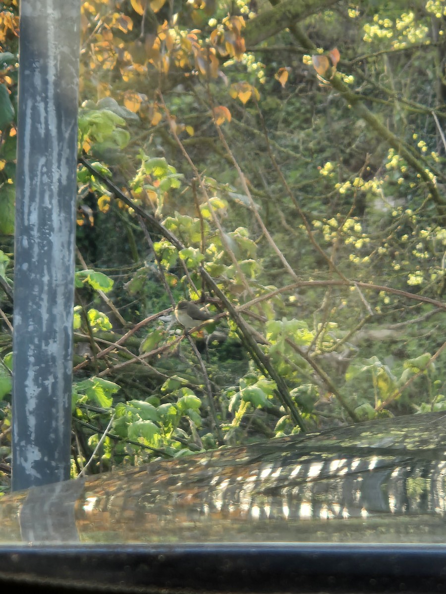 Common Chiffchaff - ML616687393
