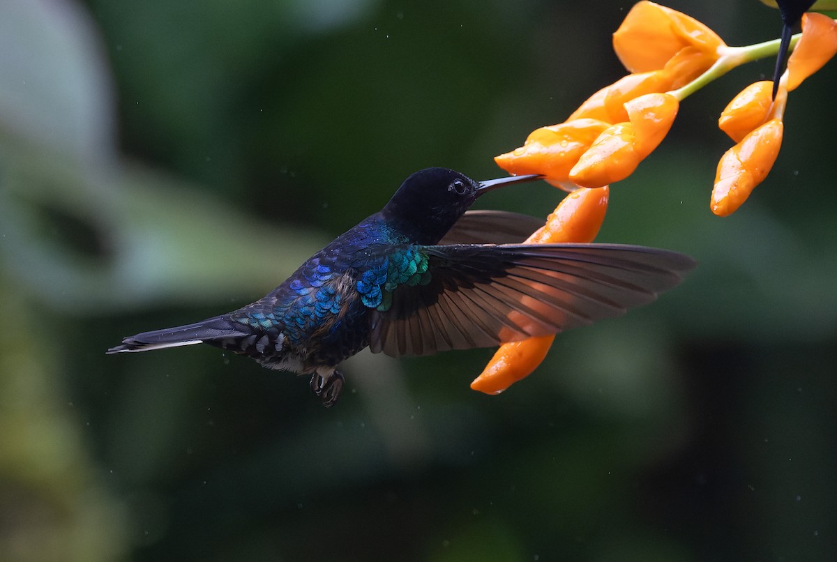kolibřík hyacintový - ML616687395