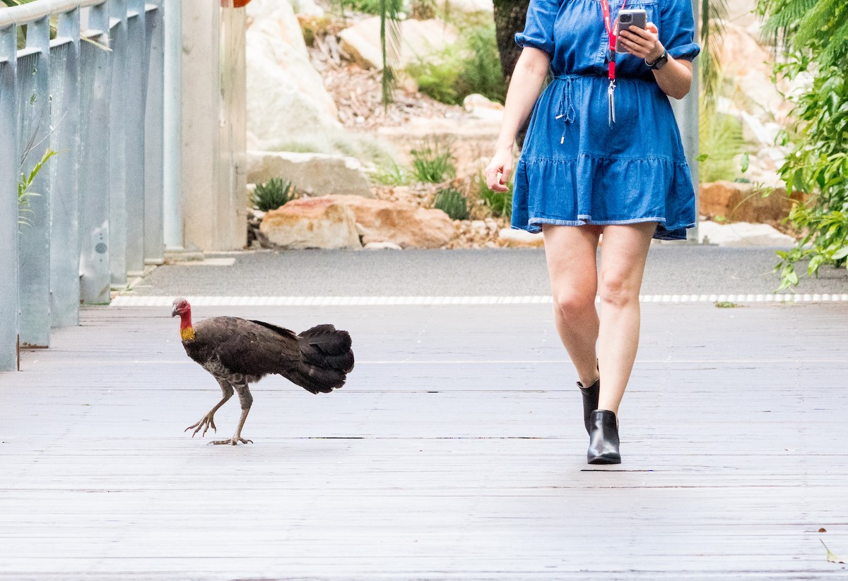 Australian Brushturkey - ML616687419