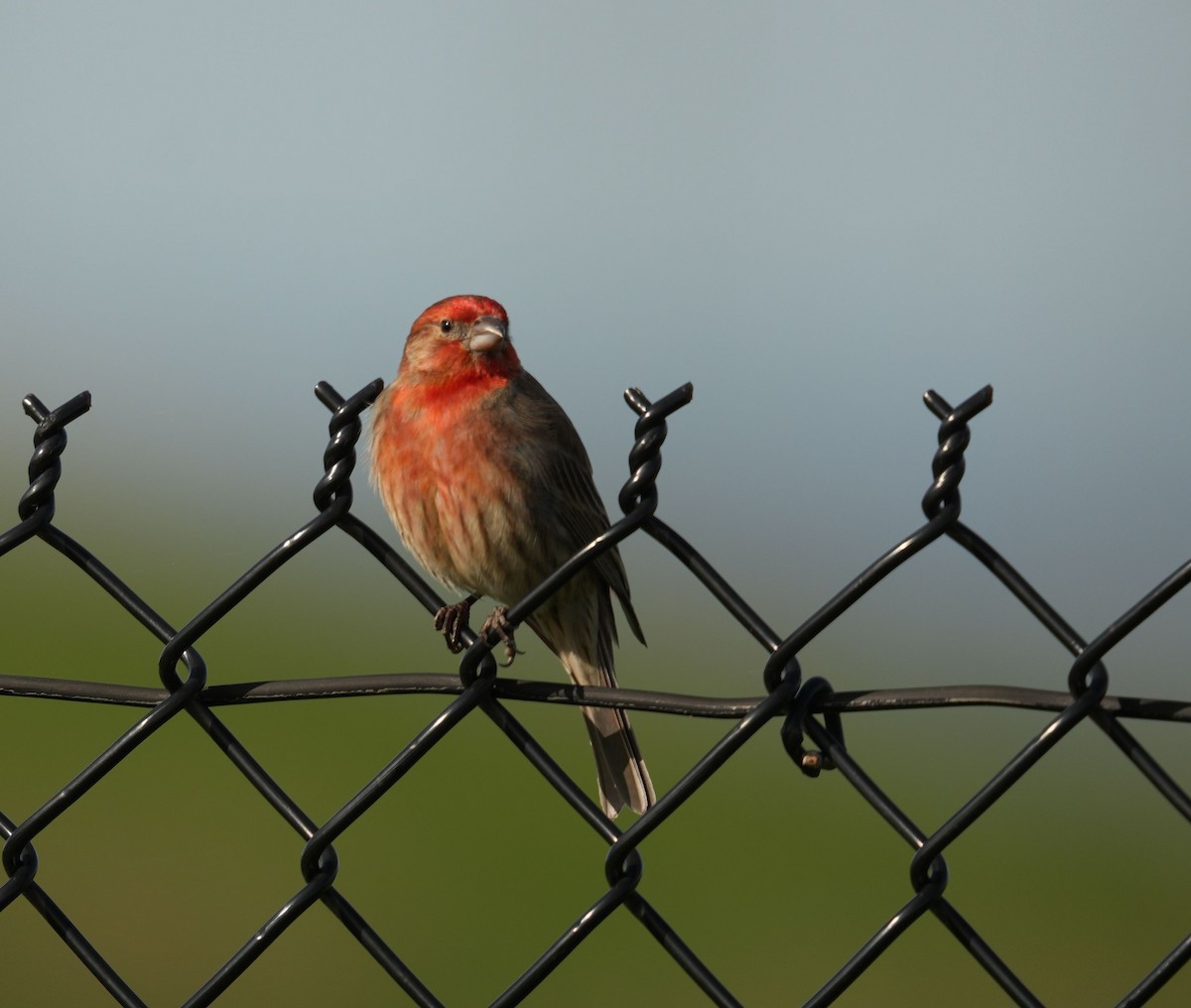 House Finch - ML616687420