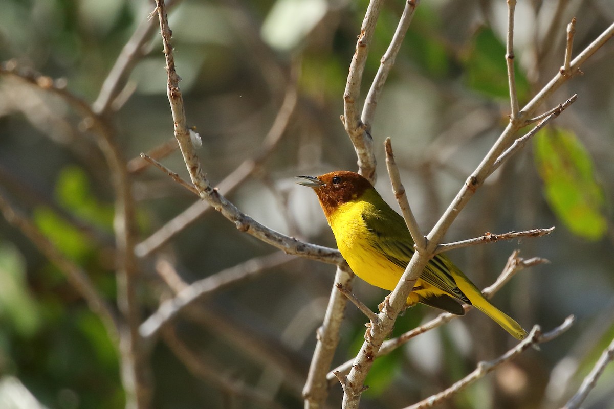 Yellow Warbler (Mangrove) - ML616687439