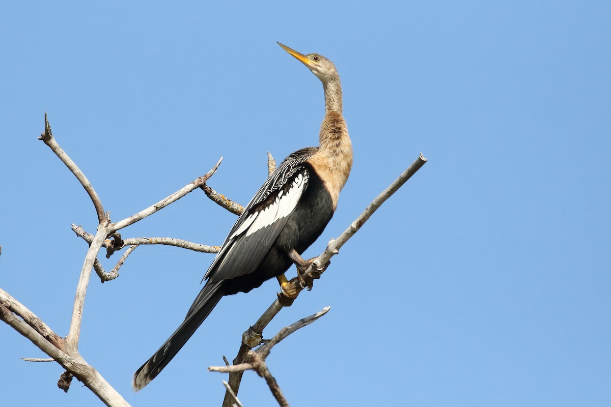 anhinga americká - ML616687460