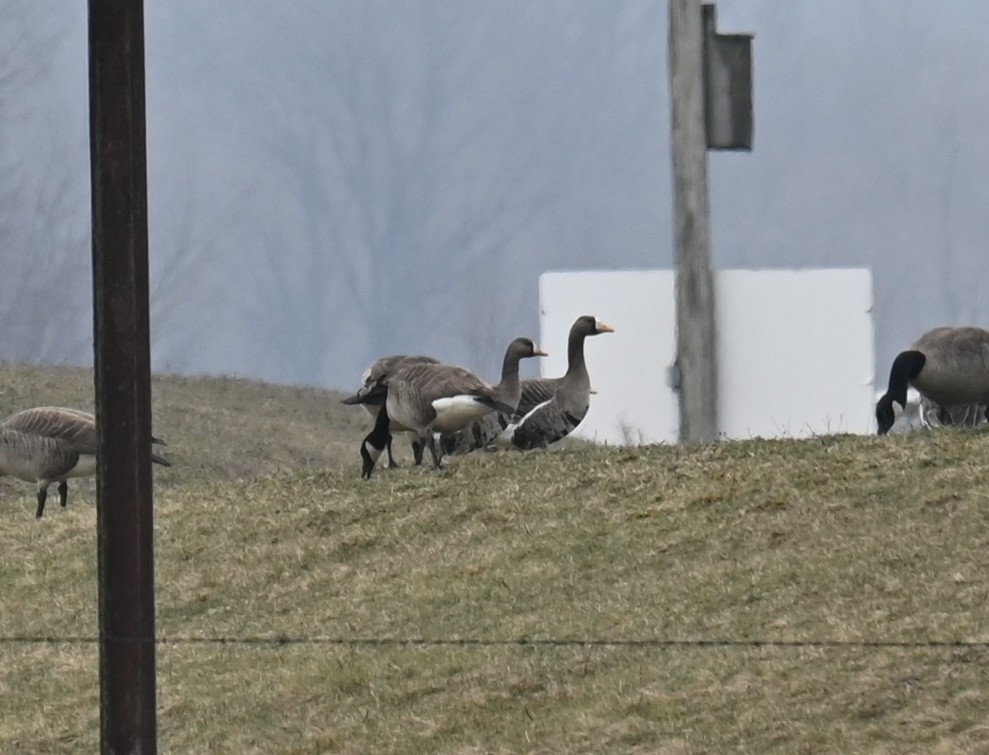 Greater White-fronted Goose - ML616687479