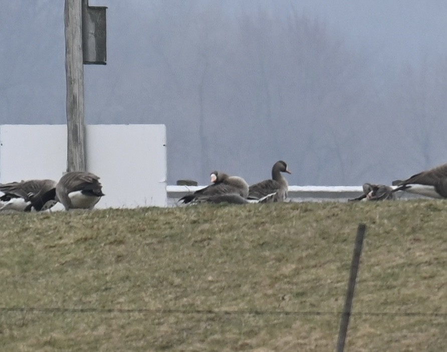Greater White-fronted Goose - ML616687480