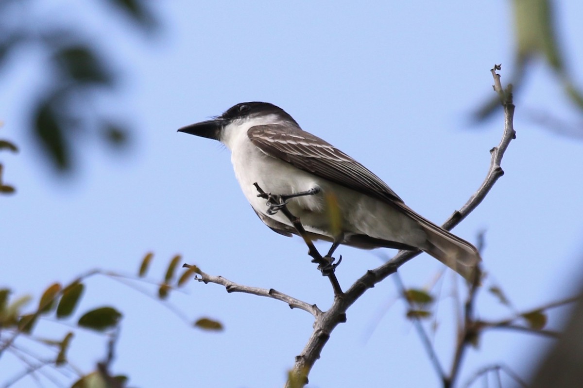 Giant Kingbird - ML616687488