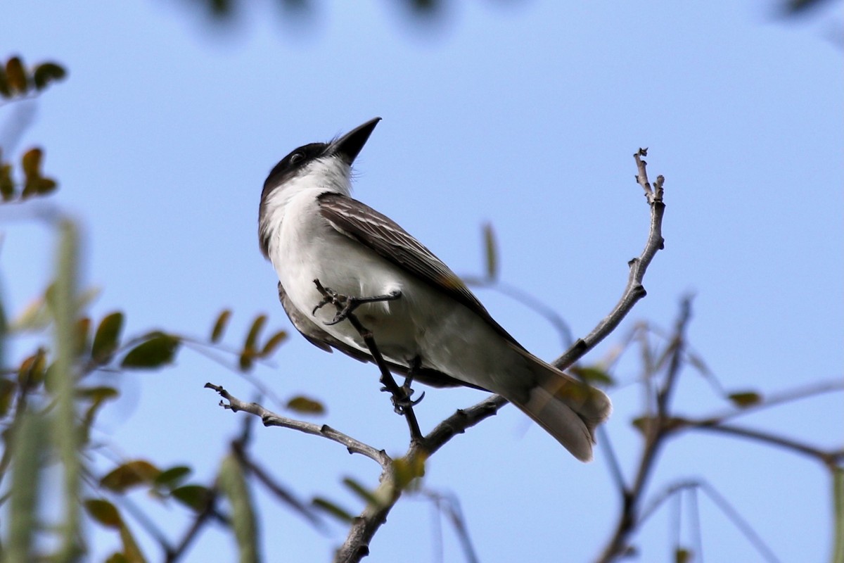 Giant Kingbird - ML616687490