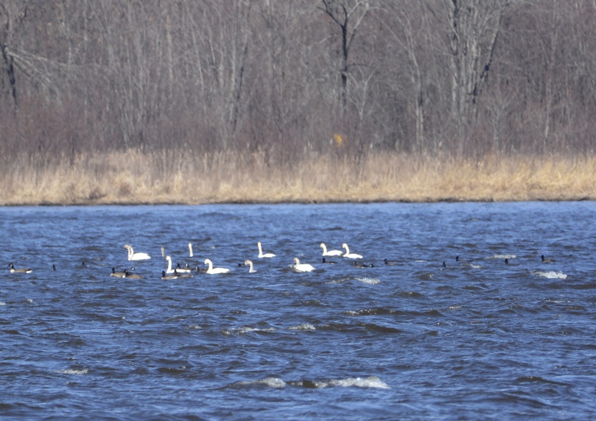 Tundra Swan - ML616687494