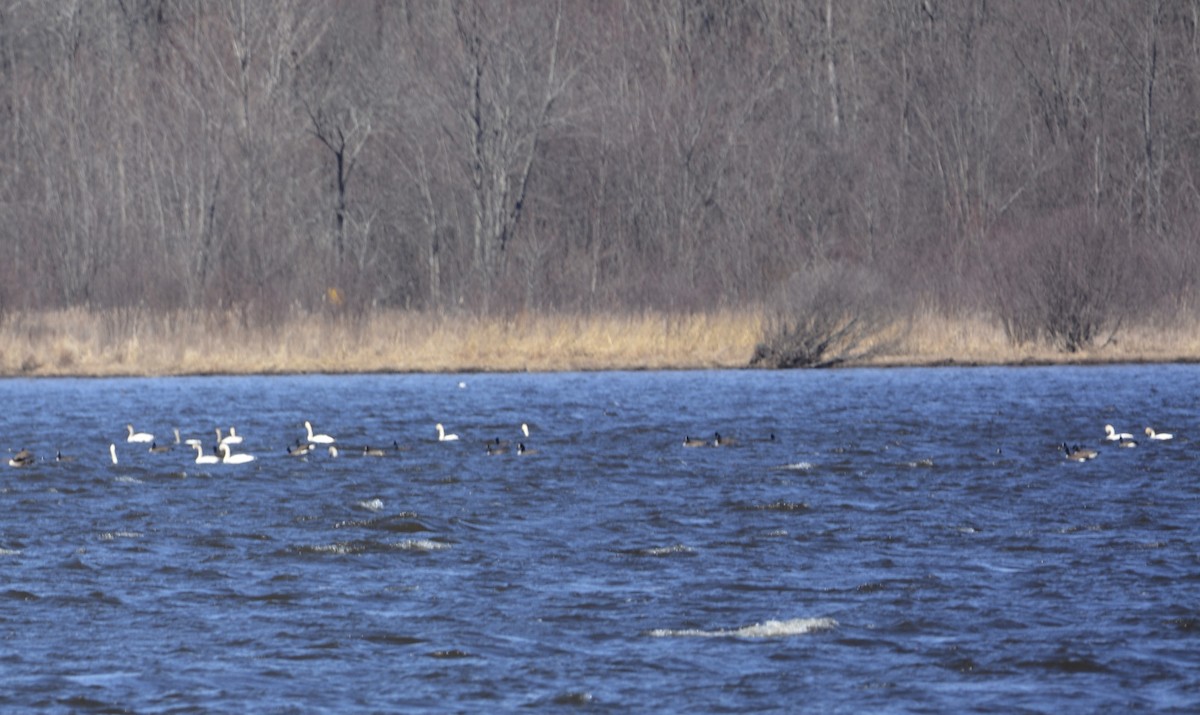 Tundra Swan - ML616687495