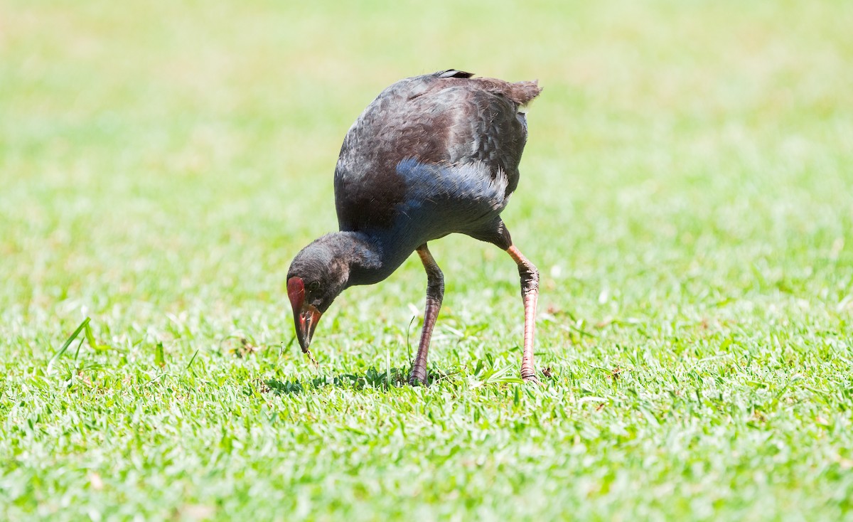 Australasian Swamphen - ML616687528