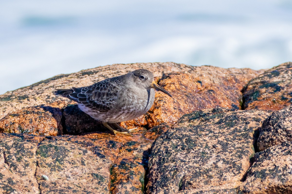 Purple Sandpiper - ML616687542