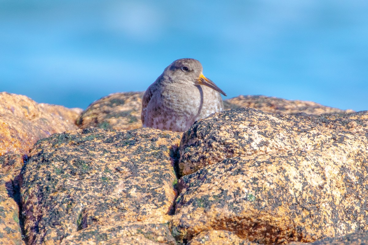 Meerstrandläufer - ML616687543