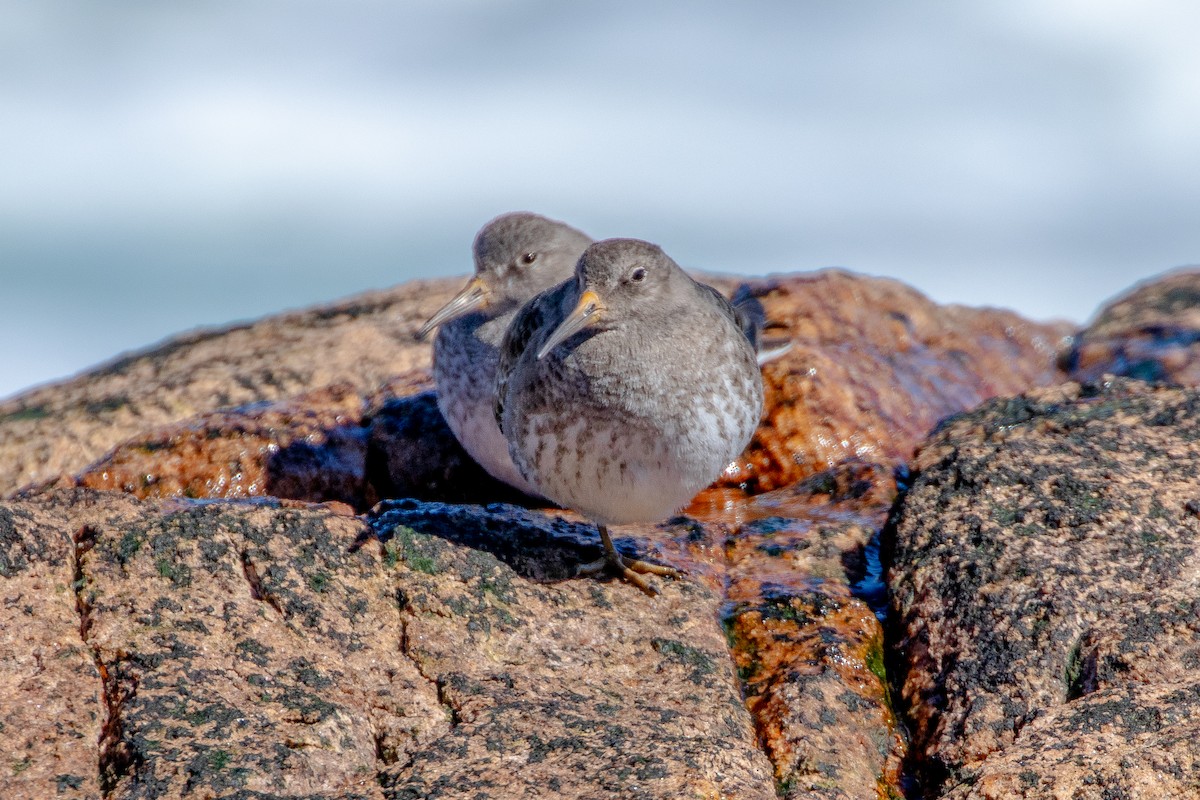 Purple Sandpiper - David Bergstrom