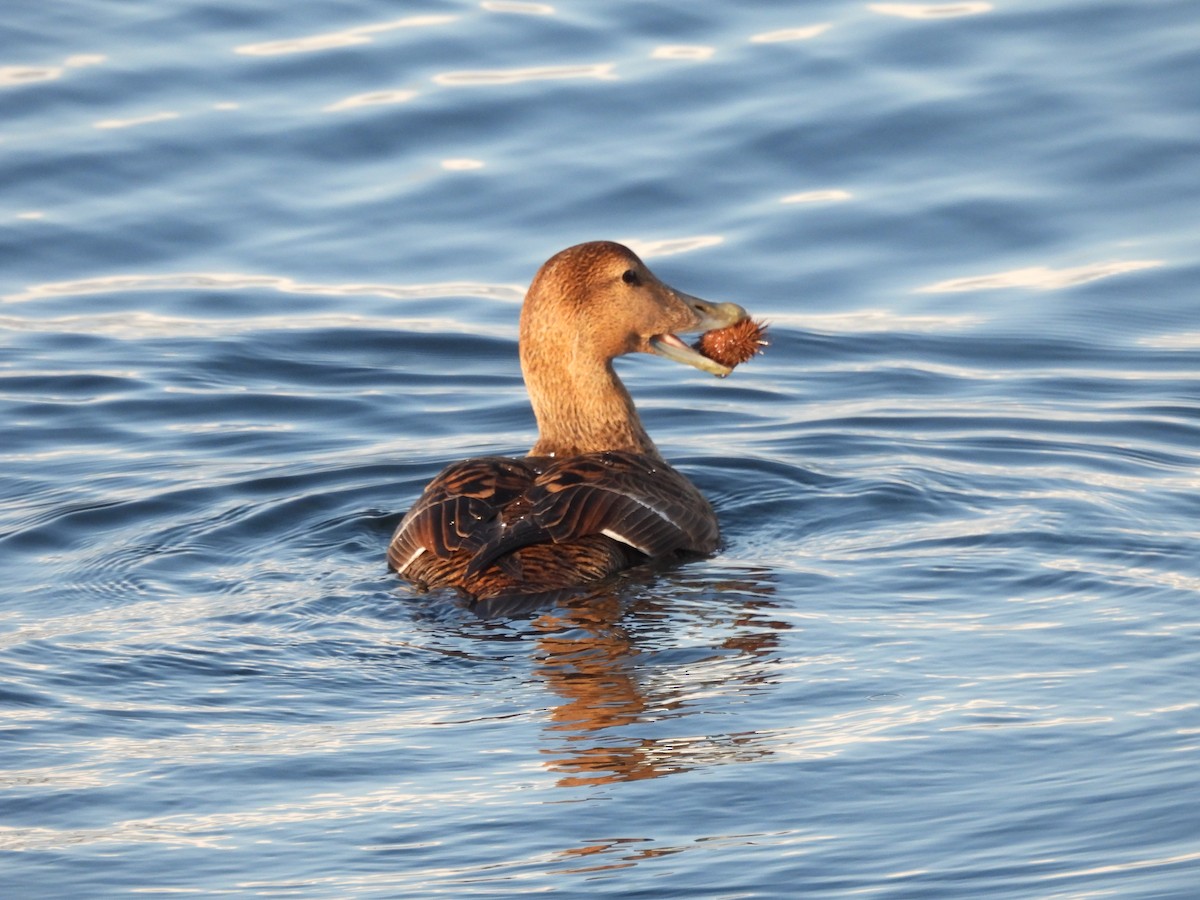 Common Eider (Eurasian) - ML616687576