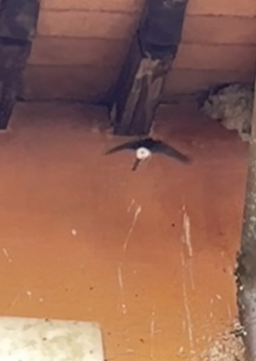 Western House-Martin - ML616687587