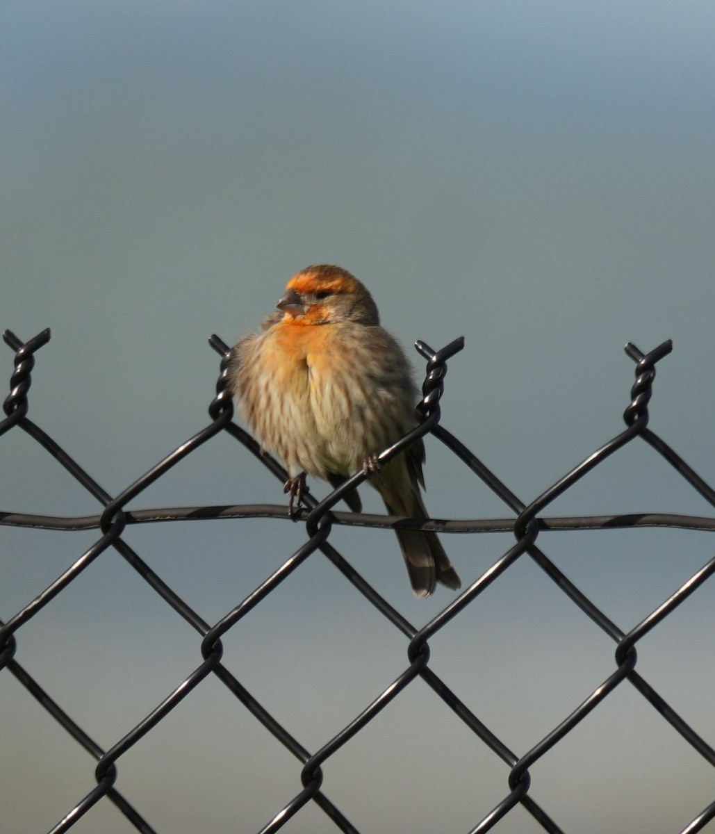 House Finch - ML616687651