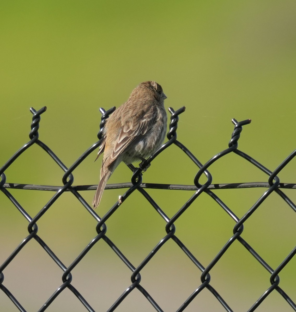 House Finch - ML616687656