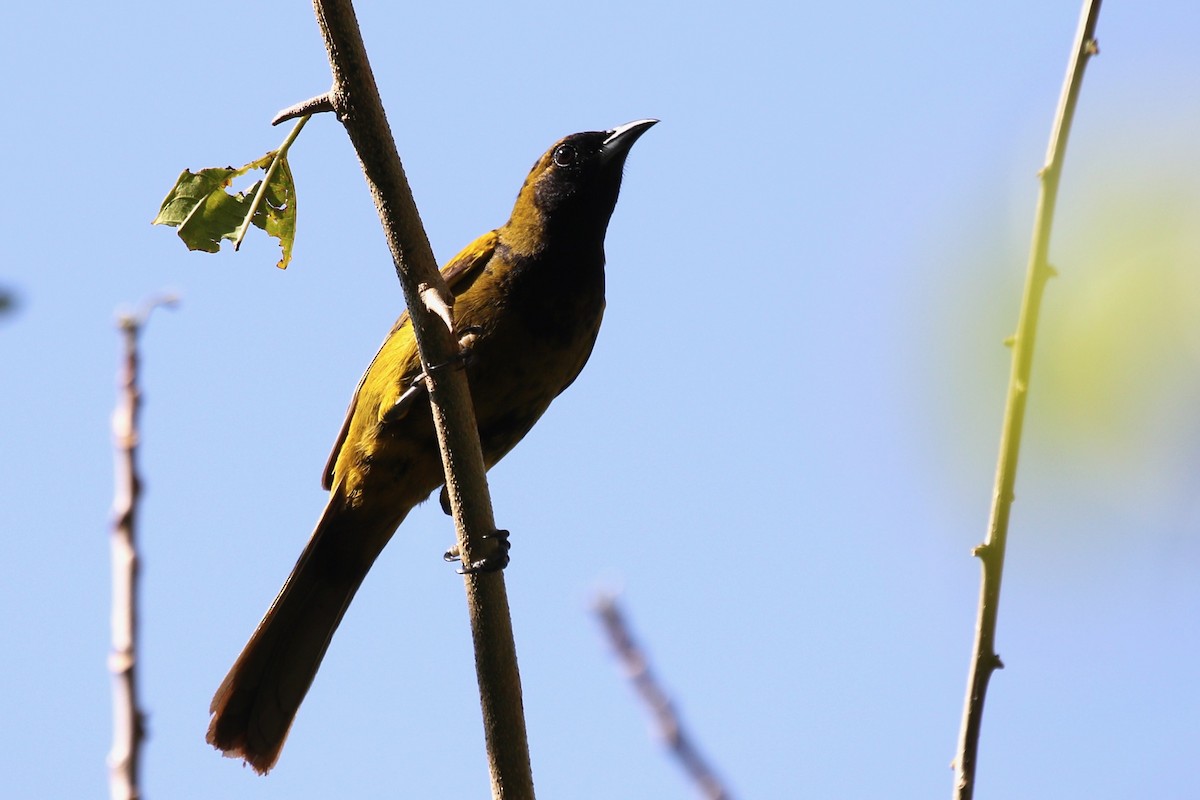 Cuban Oriole - ML616687696